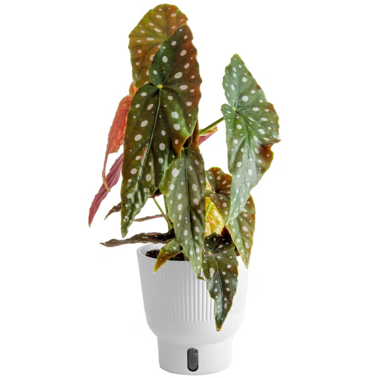 Begonia Maculata 