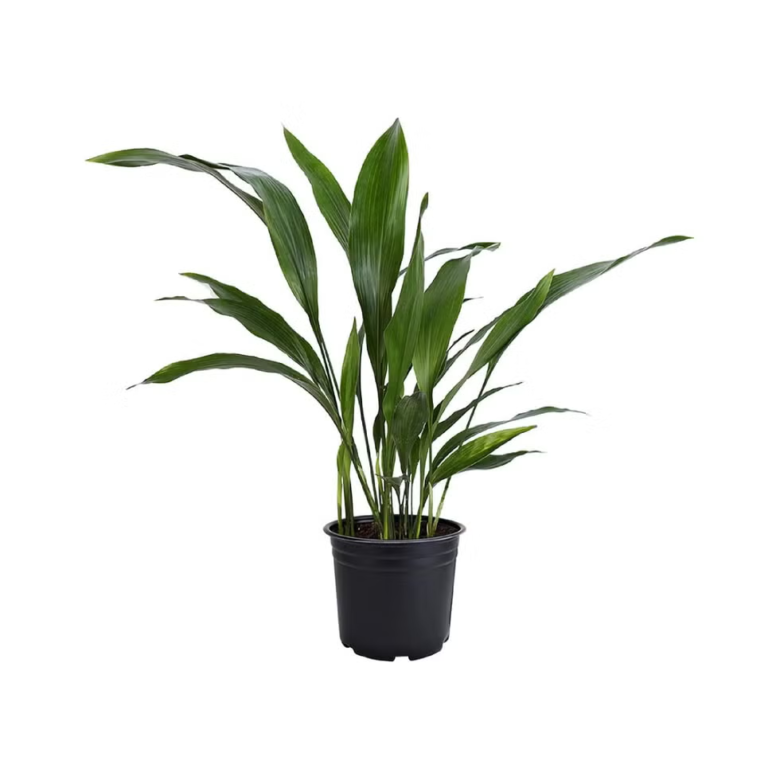 Cast Iron Plant