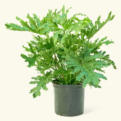 Philodendron 