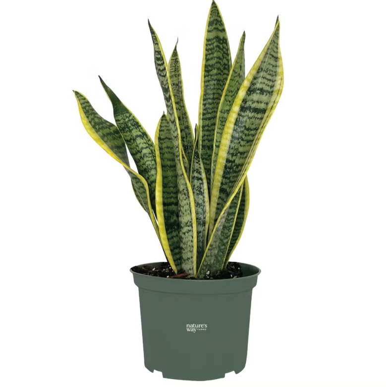 Snake Plant (Sansevieria)
