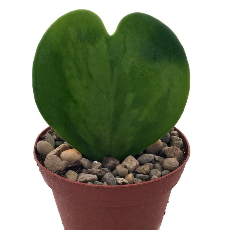 Sweetheart Waxplant