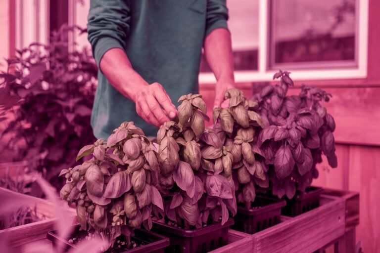 how to grow basil plants