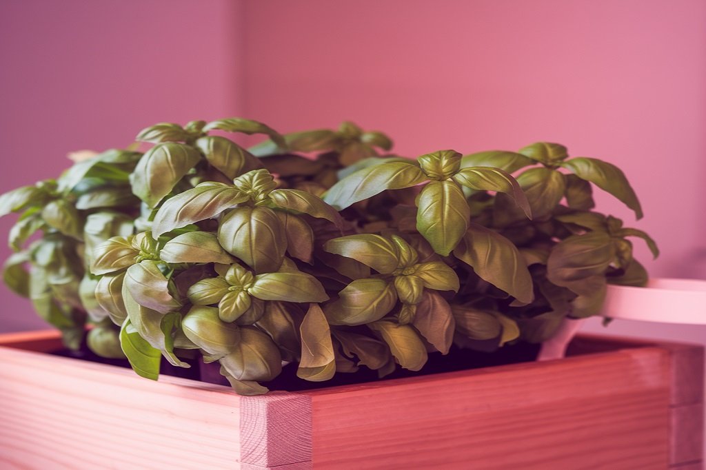 how to grow basil plants