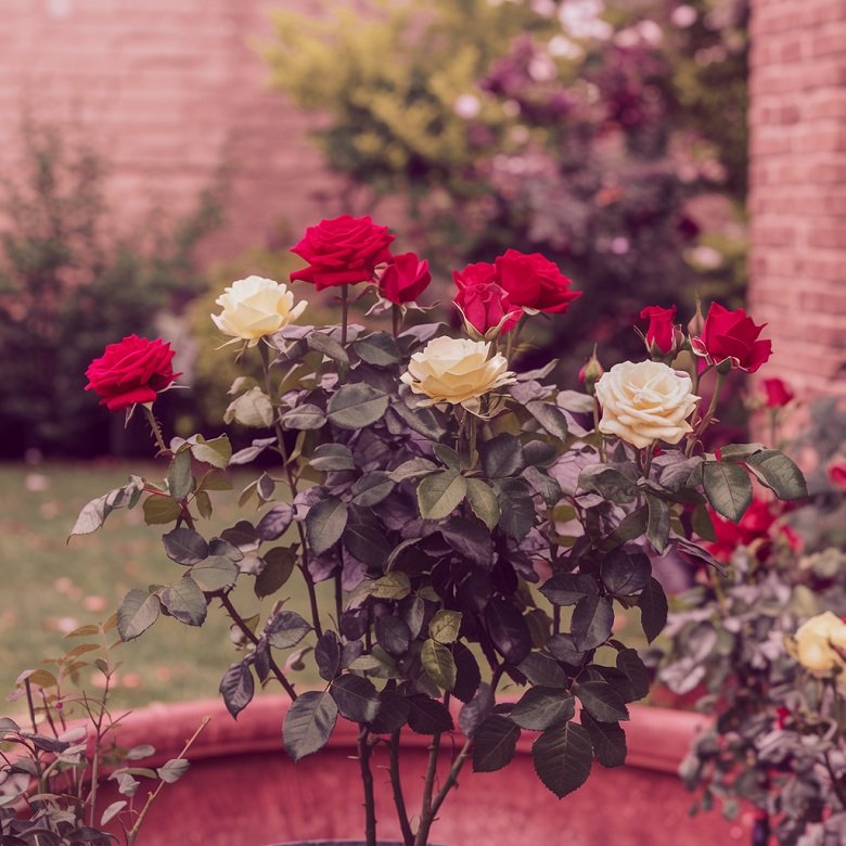 How to grow roses