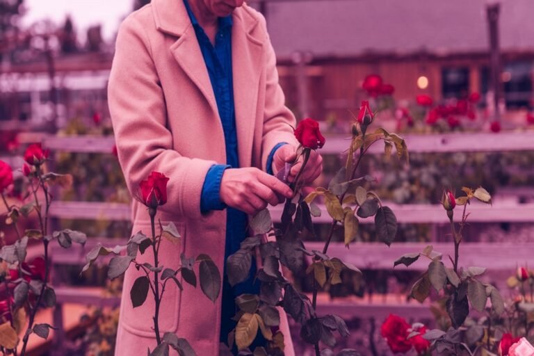 how to grow roses at home