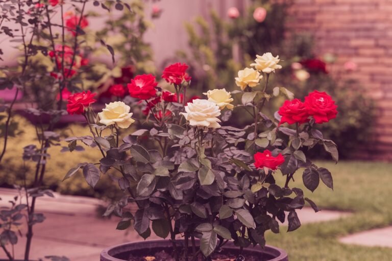 how to grow roses from cuttings