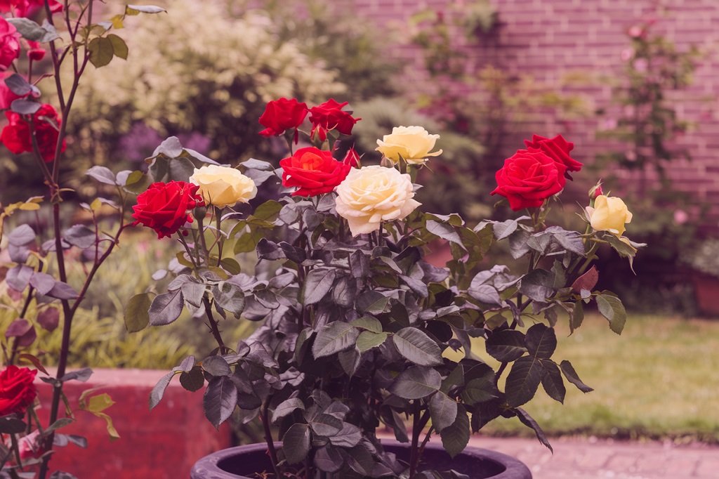 How to grow roses