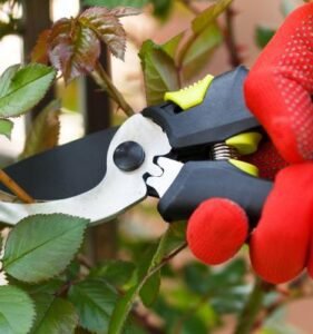 How to prune roses