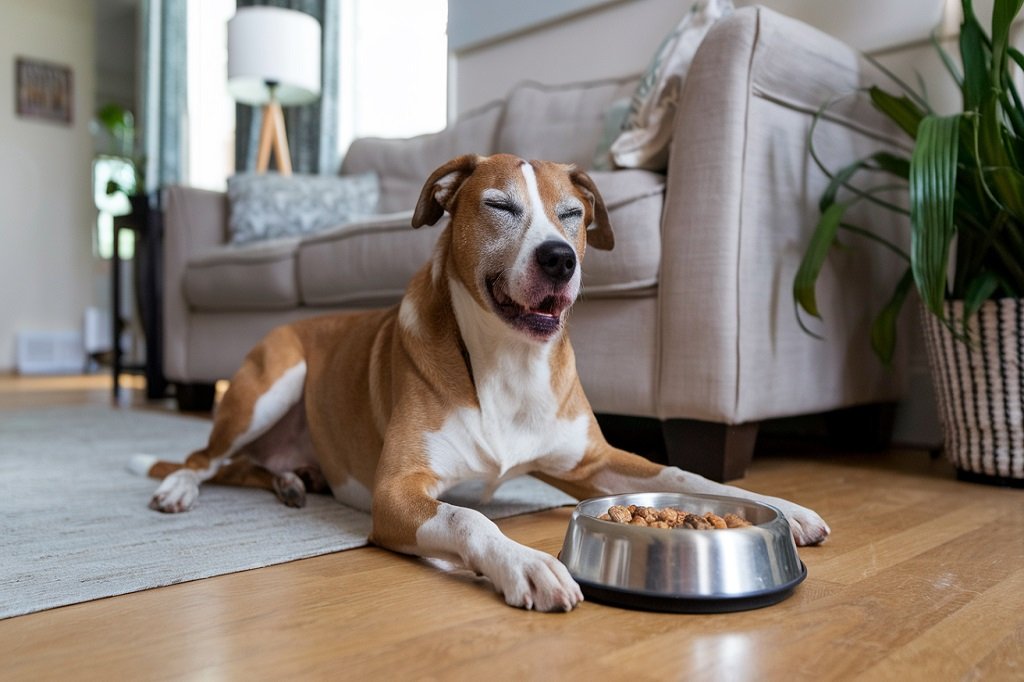 what are the most poisonous foods for dogs?
