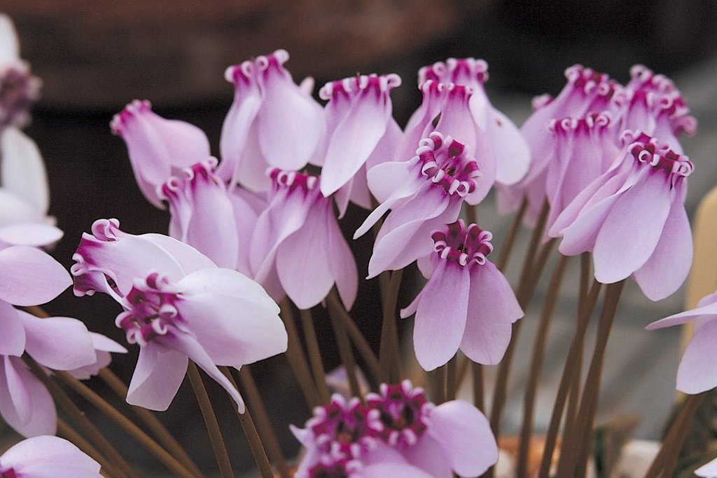 most poisonous flowers to cats