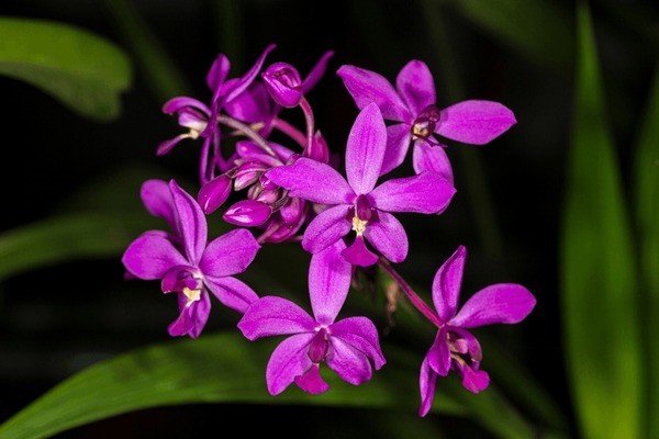 most toxic flowers to cats